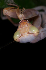 close up of head of praying mantis hanging upside down