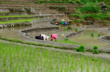 Sapa rice terraces in Vietnam.