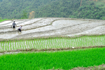 Sapa rice terraces in Vietnam.