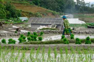 Sapa rice terraces in Vietnam.