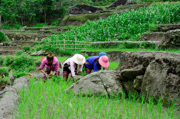 Sapa rice terraces in Vietnam.