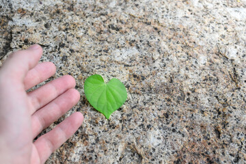Hand touching heart leaf concept of environment and sustainability on beautiful blurry background with soft sunlight,medical concept for heart disease treatment,preserve nature, conserve nature.