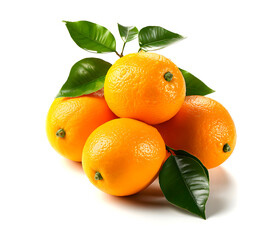 Citrus fruits isolated on white background