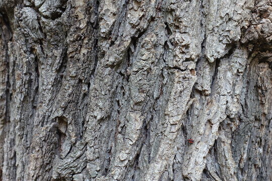 Surface of grey bark of field elm tree