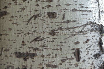 Characteristic diamond shaped marks on light grey bark of silver poplar tree