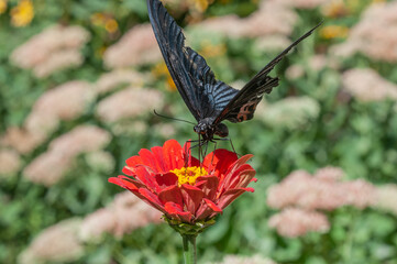 butterfly on flower