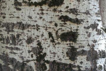 Texture of light grey bark of silver poplar tree