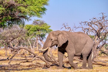 In the Savuti region of Botswana an adult male African elephant (Loxodonta africana) strips bark...