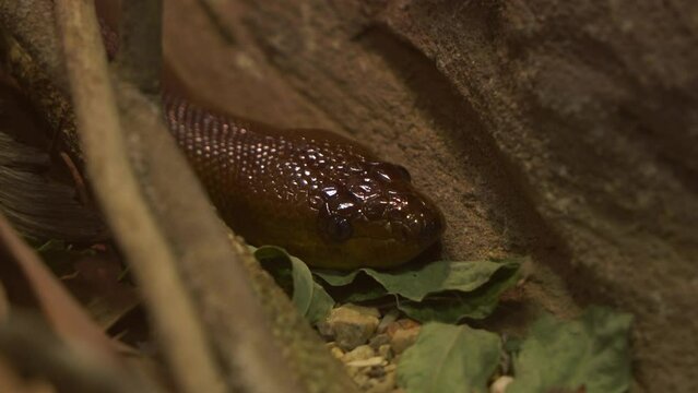 Non-venomous woma Python, aspidites ramsayi endemic to Australia, spotted hunker down next to burrow on the forest ground at daytime, close up shot.