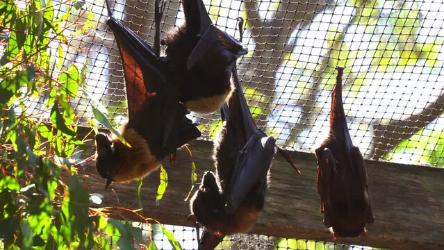 Native Australian bat, little red flying fox, pteropus scapulatus roosting and hanging upside down in captivity in bright daylight in an enclosed environment in wildlife sanctuary, close up shot.