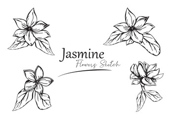jasmine flower sketch vector illustration.