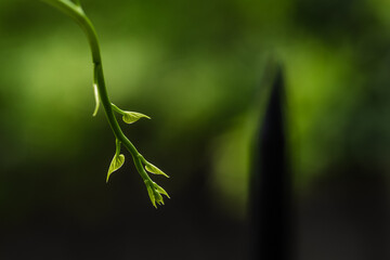 Newly born green leaves on a branch