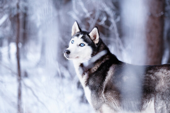 Siberian husky dog watches