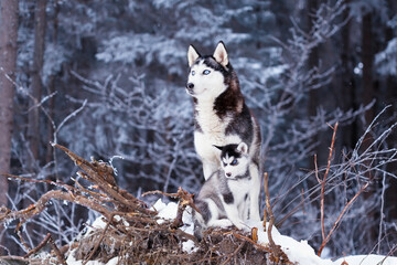 Siberian husky dog watches