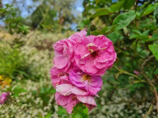 Fototapeta premium pink rose bush