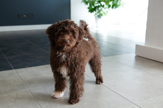 Puppy Yorkiepoo rests at home. Cute designer breed little dog, yorkshire terrier and poodle mix. Adorable pet's indoor portrait