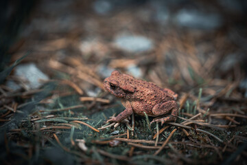 Frosch 