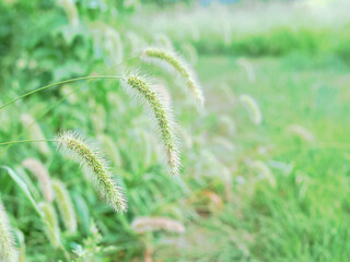 エノコログサ（ねこじゃらし）