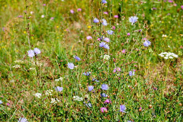 Obraz na płótnie Canvas Common chicory flowers (cichorium intybus) on a meadow