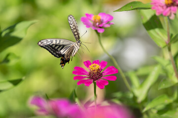 花に止まるアゲハチョウ