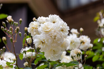 プロスペリティ