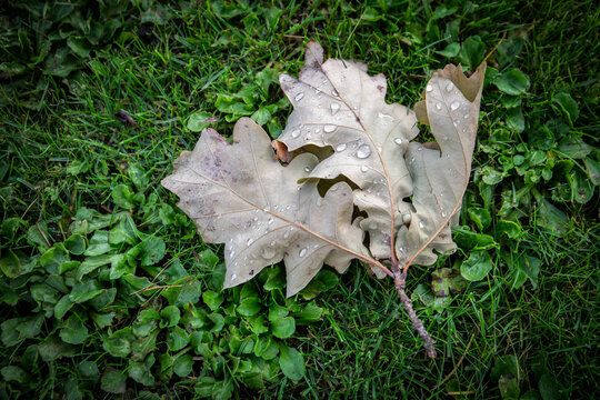 Oak branch with oak leafs lies in the grass, water drops