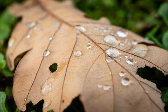 Close-up of an oak leaf with water drops, visible structure