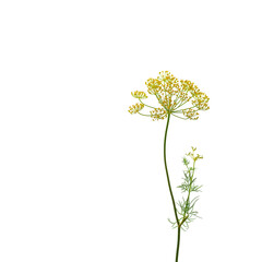 Fennel flowers isolated on a white background.