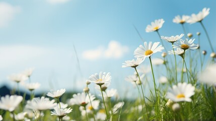 Blooming white daisy flowers in a meadow on a green grass hill with summer blue sky and distant mountains.
