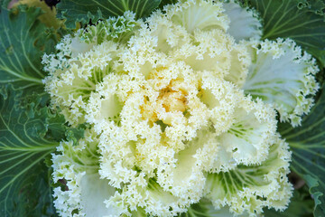 White flowering or ornamental cabbage and kale nagoya, top view