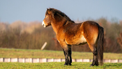 A panorama of a brown wild Exmoor pony stands against a blue sky. Staring into the distance in a nature reserve in Fochteloo, the Netherlands. Selective focus, food, blue, sun, social media, web