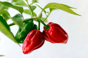 red habanero plant on white background, agriculture with habanero chili peppers, chili harvest in september and october in autumn, close-up of habanero chili pepper