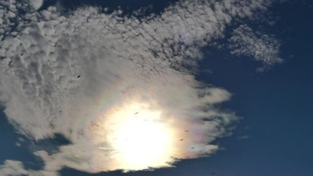 Blue sky, flying birds and clouds Iridescence, Irisation around sun - colorful optical phenomenon at high level of clouds in real time. Topics: weather, meteorology, optical phenomenon, natural colors