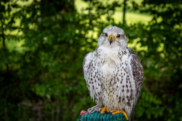 Greifvogel wartet auf Beute