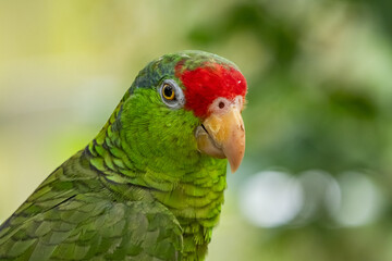 Views around Bird paradise , Mandai Reserve Singapore , Asia,