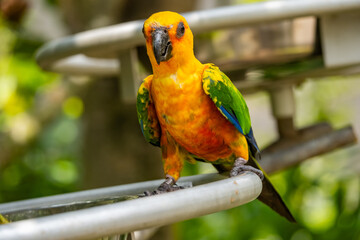 Views around Bird paradise , Mandai Reserve Singapore , Asia,
