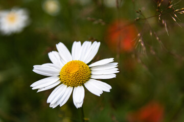 Fototapeta premium daisies in a garden