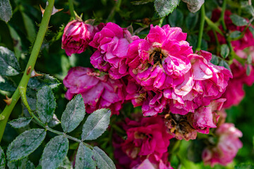 pink flowers in a garden