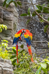 Views around Bird paradise , Mandai Reserve Singapore , Asia,