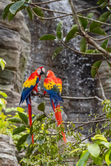 Views around Bird paradise , Mandai Reserve Singapore , Asia,
