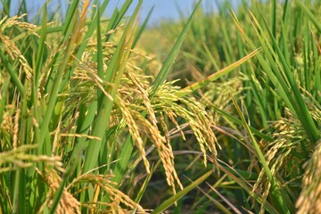 Green yellow rice ear of rice growing in autumn paddy field