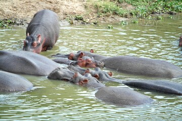 Hippo Hippopotamus amphibius Uganda