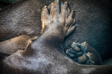A king Cobra - young snake in Singapore 