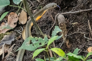 A king Cobra - young snake in Singapore 
