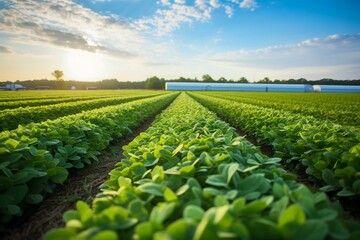 sustainable soy farm with a focus on agriculture. Generative AI