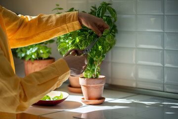 Female hands pruning green basil grown at home. Growing herbs daily use with food. Girl taking care...