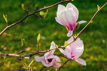tender pink flowers of magnolia. floral background in sunlight. close up in the garden