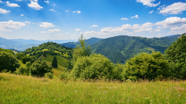 countryside scenery with meadow in mountains. empty grassy pasture in summer. green hay field landscape on a sunny day