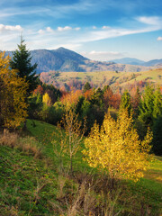 rural landscape in autumn. stunning mountainous countryside scenery with colorful forested hills, valley and open vista