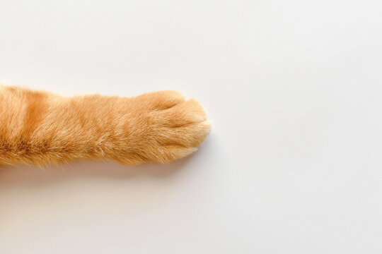 Ginger cat paws on the table. Tabby cat sitting on the floor. Copy space is on the right side.